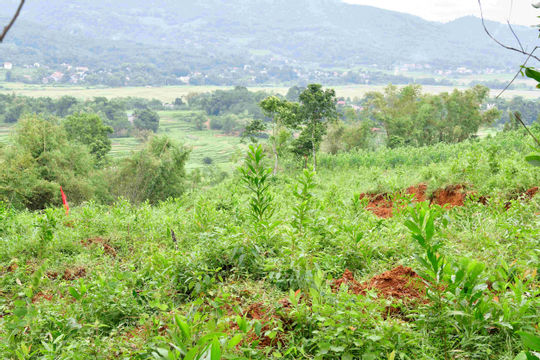 Kịp thời thu mua cây đổ, không ép giá người trồng rừng bị ảnh hưởng bởi bão lũ 