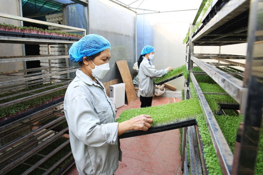 Tăng cường chế biến sâu - "đòn bẩy" để nâng cao giá trị sản xuất nông nghiệp