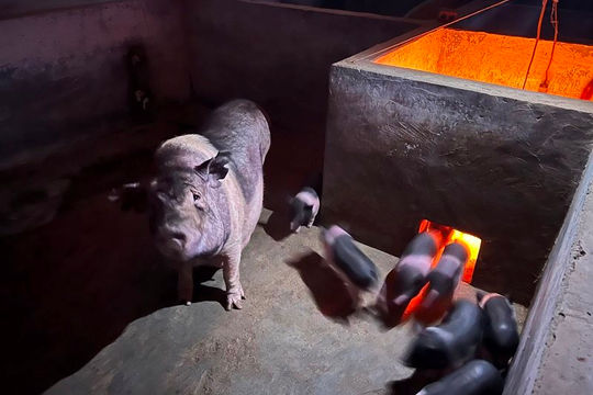 HTX Nông Nghiệp và Dịch Vụ Tổng Hợp Vạn Thành Phát:  Đưa việc chăn nuôi Lợn Móng Cái bài bản hơn HTX Nông Nghiệp và Dịch Vụ Tổng Hợp Vạn Thành Phát:  Đưa việc chăn nuôi Lợn Móng Cái bài bản hơn