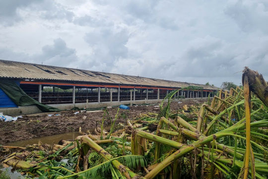 Hải Phòng: Nhanh chóng phục hồi sản xuất nông nghiệp sau bão