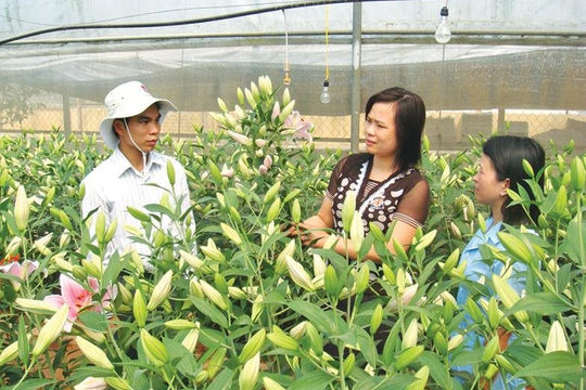 Lạng Sơn: Nhiều biện pháp để các HTX phát triển ổn định, bền vững Lạng Sơn: Nhiều biện pháp để các HTX phát triển ổn định, bền vững