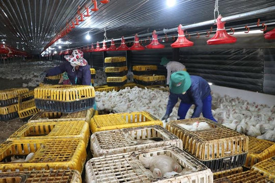 HTX Nông nghiệp Long Thành Phát nuôi gà công nghệ xuất đi Nhật Bản HTX Nông nghiệp Long Thành Phát nuôi gà công nghệ xuất đi Nhật Bản