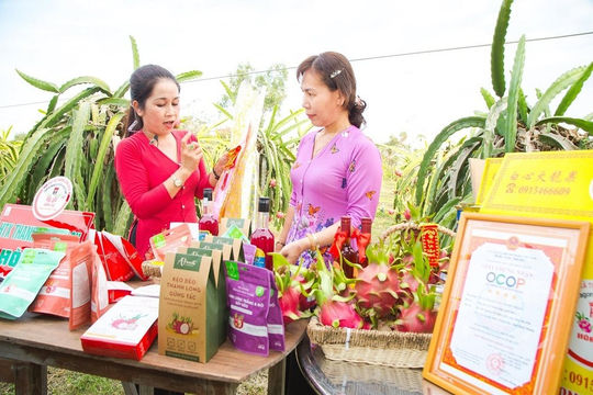 HTX thanh long sạch Hòa Lệ: Xuất khẩu 5.000 tấn/năm sang thị trường khó tính