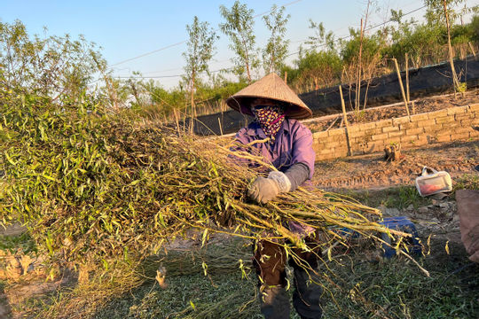 Người trồng đào và nỗi lo thiếu vốn tái sản xuất