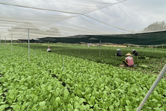 Bà Rịa – Vũng Tàu: Hợp tác xã góp phần thúc đẩy phát triển kinh tế tập thể