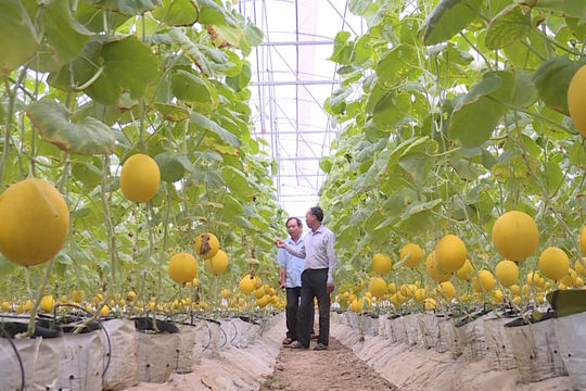 Hợp tác xã Dịch vụ nông nghiệp Thiệu Hưng: Nhiều phương án sản xuất, kinh doanh hiệu quả  Hợp tác xã Dịch vụ nông nghiệp Thiệu Hưng: Nhiều phương án sản xuất, kinh doanh hiệu quả