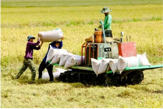 Cho vay liên kết sản xuất lúa gạo chất lượng cao với lãi suất thấp