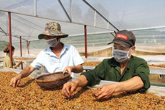 HTX Cà phê Bích Thao (Sơn La): Sản xuất càphê chất lượng cao theo hướng hữu cơ