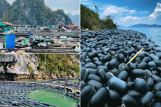 Quảng Ninh đẩy mạnh các biện pháp phục hồi nông, lâm, thủy sản sau bão số 3