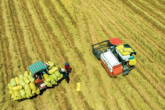 Hiệu quả bước đầu mô hình 1 triệu héc-ta lúa tại Cà Mau