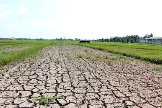 Chủ động phòng, chống hạn hán, thiếu nước, xâm nhập mặn