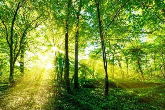 Tín chỉ carbon rừng: Việt Nam cần đi nhanh nếu không muốn mất cơ hội bắt kịp thế giới