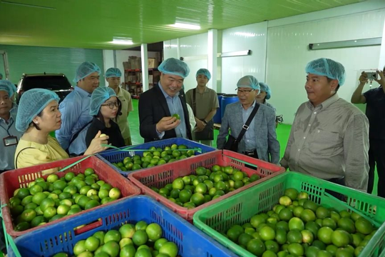 Nông dân “bẻ kèo” khi được giá cao, doanh nghiệp nơm nớp lo đứt gãy chuỗi cung ứng