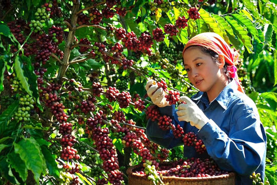 Cơ hội tốt cho cà phê Việt tiến sâu vào thị trường châu Âu Cơ hội tốt cho cà phê Việt tiến sâu vào thị trường châu Âu