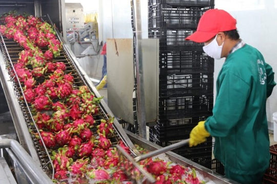 Long An tiếp tục dẫn đầu Đồng bằng sông Cửu Long về xuất khẩu