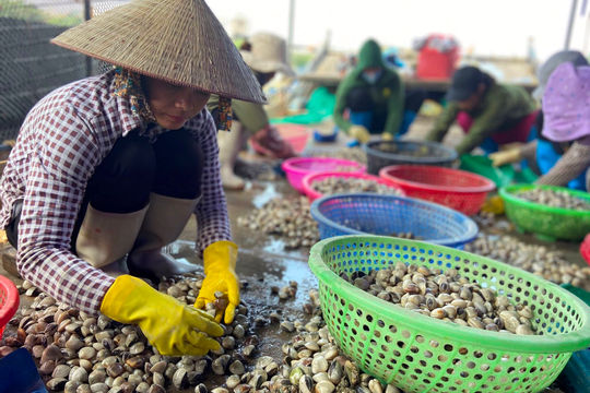 Sản xuất nhuyễn thể, rong biển mang lại giá trị kinh tế lớn Sản xuất nhuyễn thể, rong biển mang lại giá trị kinh tế lớn