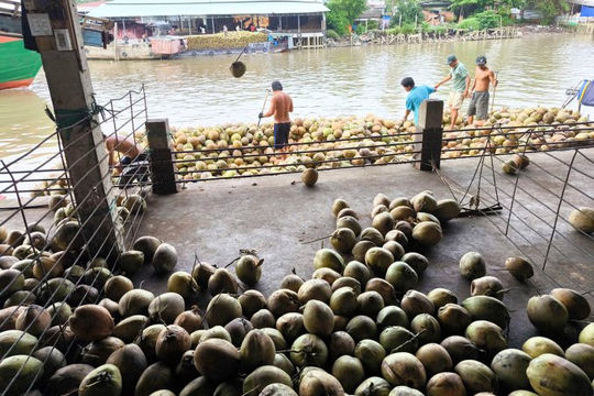 Bến Tre: Thành công trong đổi mới công nghệ, xây dựng thương hiệu dừa xuất khẩu