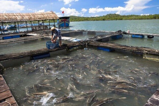 Siết chặt chất lượng giống thủy sản và sử dụng kháng sinh