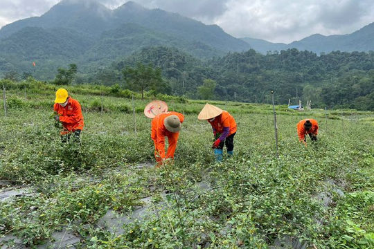 Ngành Nông nghiệp Bắc Kạn phấn đấu đạt tốc độ tăng trưởng 4,3% trong năm 2025