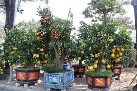 Đào, quất... xuống phố đón Tết Ất Tỵ 2025