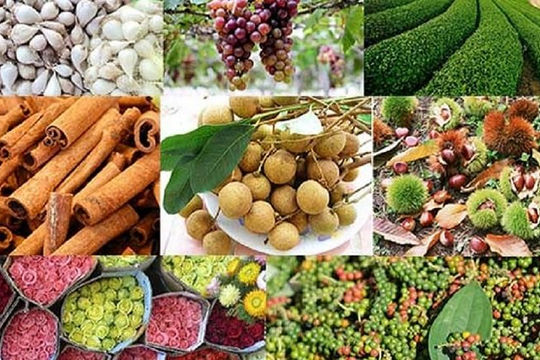 Cân nhắc một số chính sách hỗ trợ phát triển thương hiệu nông sản Việt Nam