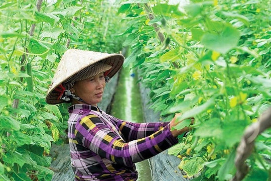 Nâng cao hiệu quả, tính bền vững trong công tác giảm nghèo Nâng cao hiệu quả, tính bền vững trong công tác giảm nghèo