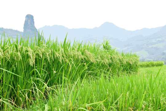 Nhân rộng các dự án xanh, mang lại giá trị kinh tế cao