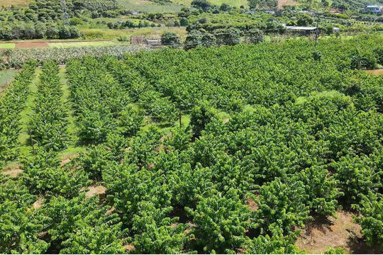 Chuyển đổi cơ cấu cây trồng, xã Chiềng Hắc (Mộc Châu) từng bước "thay da đổi thịt"