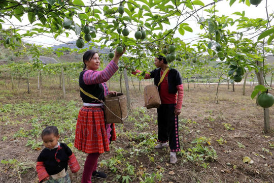 Mộc Châu thực hiện đồng bộ các giải pháp xóa đói giảm nghèo Mộc Châu thực hiện đồng bộ các giải pháp xóa đói giảm nghèo