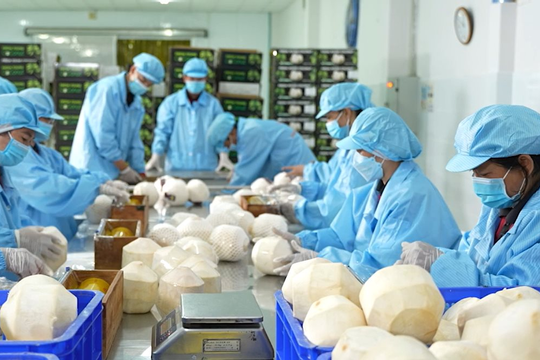 Xuất khẩu rau quả: Doanh nghiệp cần bình tĩnh ứng phó trước "bão" thuế quan Xuất khẩu rau quả: Doanh nghiệp cần bình tĩnh ứng phó trước "bão" thuế quan