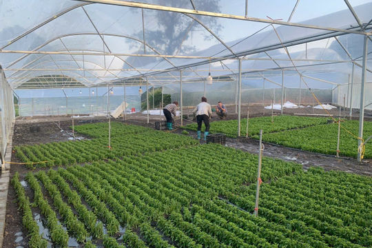 Cao Bằng: Giảm nghèo bền vững là nhiệm vụ chính trị