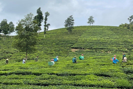 Thoát nghèo nhờ cây trồng chủ lực