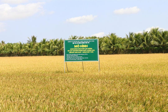 Trà Vinh sẽ hỗ trợ 100% kinh phí cho cải tạo, nâng cao chất lượng đất trồng lúa Trà Vinh sẽ hỗ trợ 100% kinh phí cho cải tạo, nâng cao chất lượng đất trồng lúa