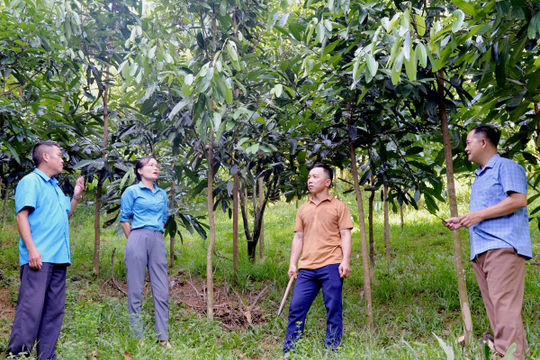 Hà Giang: Đổi mới phương thức trồng rừng để phát triển kinh tế xanh