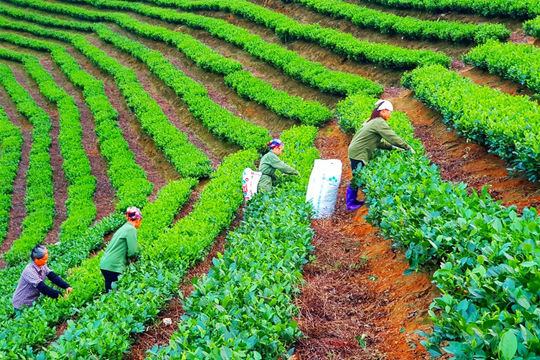 Bắc Kạn: Chương trình mục tiêu quốc gia phát triển kinh tế - xã hội vùng đồng bào dân tộc thiểu số  Bắc Kạn: Chương trình mục tiêu quốc gia phát triển kinh tế - xã hội vùng đồng bào dân tộc thiểu số