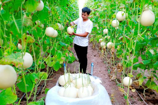 Vĩnh Phúc đẩy mạnh phát triển nông nghiệp ứng dụng công nghệ cao Vĩnh Phúc đẩy mạnh phát triển nông nghiệp ứng dụng công nghệ cao