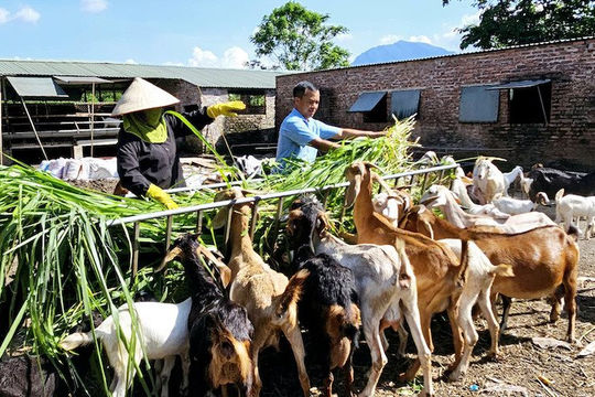 Quảng Ninh: Ưu tiên hỗ trợ nông dân vùng dân tộc thiểu số, miền núi, biên giới phát triển kinh tế Quảng Ninh: Ưu tiên hỗ trợ nông dân vùng dân tộc thiểu số, miền núi, biên giới phát triển kinh tế