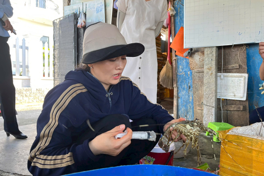 Quản lý thị trường Phú Yên: Phát hiện cơ sở bơm thạch rau câu vào tôm hùm chết để bán ra thị trường Quản lý thị trường Phú Yên: Phát hiện cơ sở bơm thạch rau câu vào tôm hùm chết để bán ra thị trường