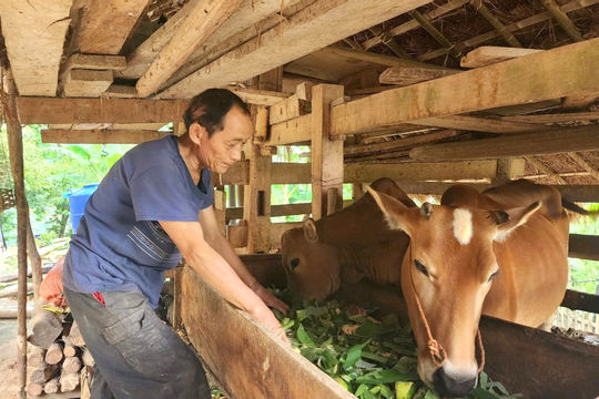 Cao Bằng: Hơn 69.000 hộ dân được hỗ trợ phát triển sản xuất theo chuỗi giá trị Cao Bằng: Hơn 69.000 hộ dân được hỗ trợ phát triển sản xuất theo chuỗi giá trị