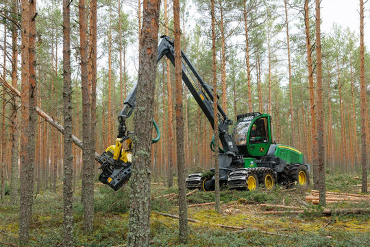 Estonia: Thiệt hại khôn lường do yếu kém trong quản lý, bảo vệ rừng