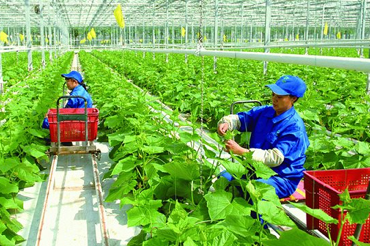 Thanh Hóa: Đẩy mạnh xây dựng chuỗi liên kết sản xuất và tiêu thụ nông sản Thanh Hóa: Đẩy mạnh xây dựng chuỗi liên kết sản xuất và tiêu thụ nông sản