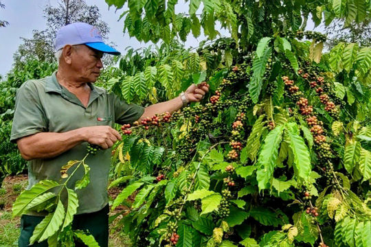 Bà Rịa – Vũng Tàu: Hướng tới phát triển bền vững mặt hàng nông sản
