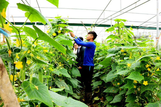 Hà Giang: Gần 34.000 hộ thoát nghèo sau 2 năm