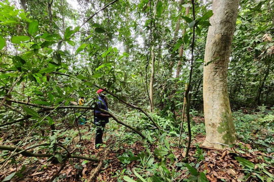 Liberia: Quản lý tài nguyên rừng cộng đồng yếu kém, sai mục đích