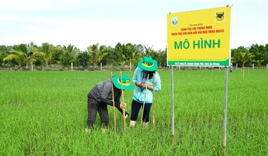 Phân bón Bình Điền giúp cải thiện sức khỏe của đất trong vụ Hè Thu  Phân bón Bình Điền giúp cải thiện sức khỏe của đất trong vụ Hè Thu