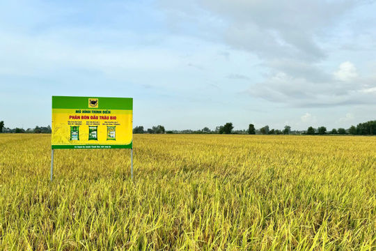 Giải mã cặp đôi “Bio và Canxi” – Chìa khóa cho canh tác lúa bền vững ở ĐBSCL