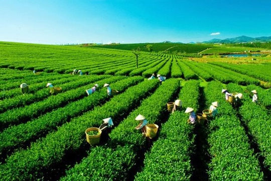 “Gỡ khó” trong sắp xếp, đổi mới hoạt động của các công ty nông, lâm nghiệp