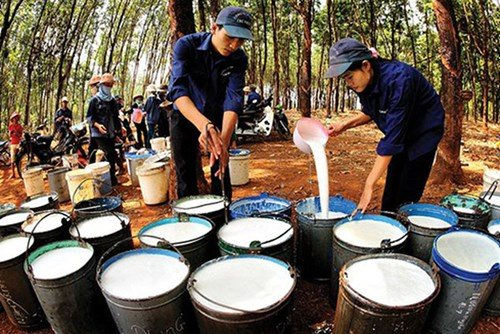 Xuất khẩu cao su Việt Nam vào EU đối mặt không ít khó khăn Xuất khẩu cao su Việt Nam vào EU đối mặt không ít khó khăn