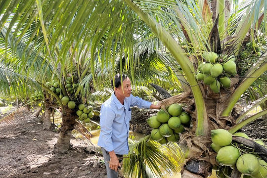 Vĩnh Long: Giá trị kinh tế từ cây dừa đạt 4.180 tỷ đồng năm 2025