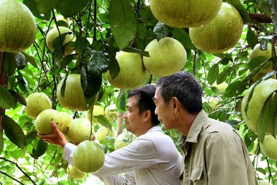 Tuyên Quang bứt phá từ nông nghiệp đặc sản đến nâng cao chất lượng sống nông thôn